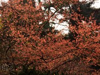 Kalm201401 Hamamelis x intermedia 4879